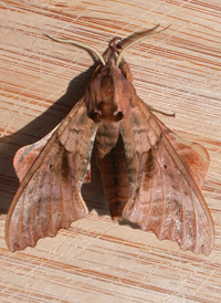 Blind-eyed Sphinx
